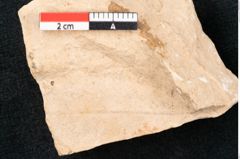 Foto (Detailansicht) von Plantae indet.  (NHMW-GEO-2024-0188-11497)